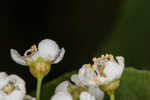 Chokecherry